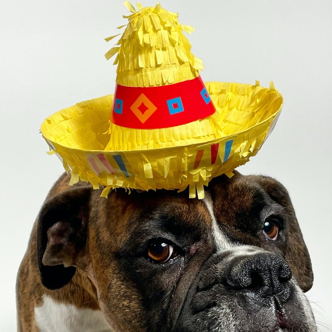 Hund med en festhat på hovedet, hatten er lavet på en kreativ workshop til en fødseldag