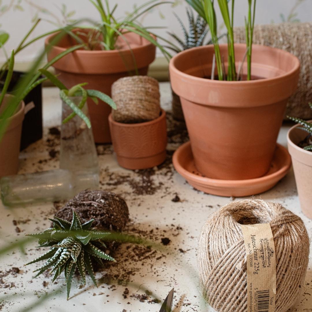Planter der skal bruges til planteterrarie workshop. succulenter og tropeplanter