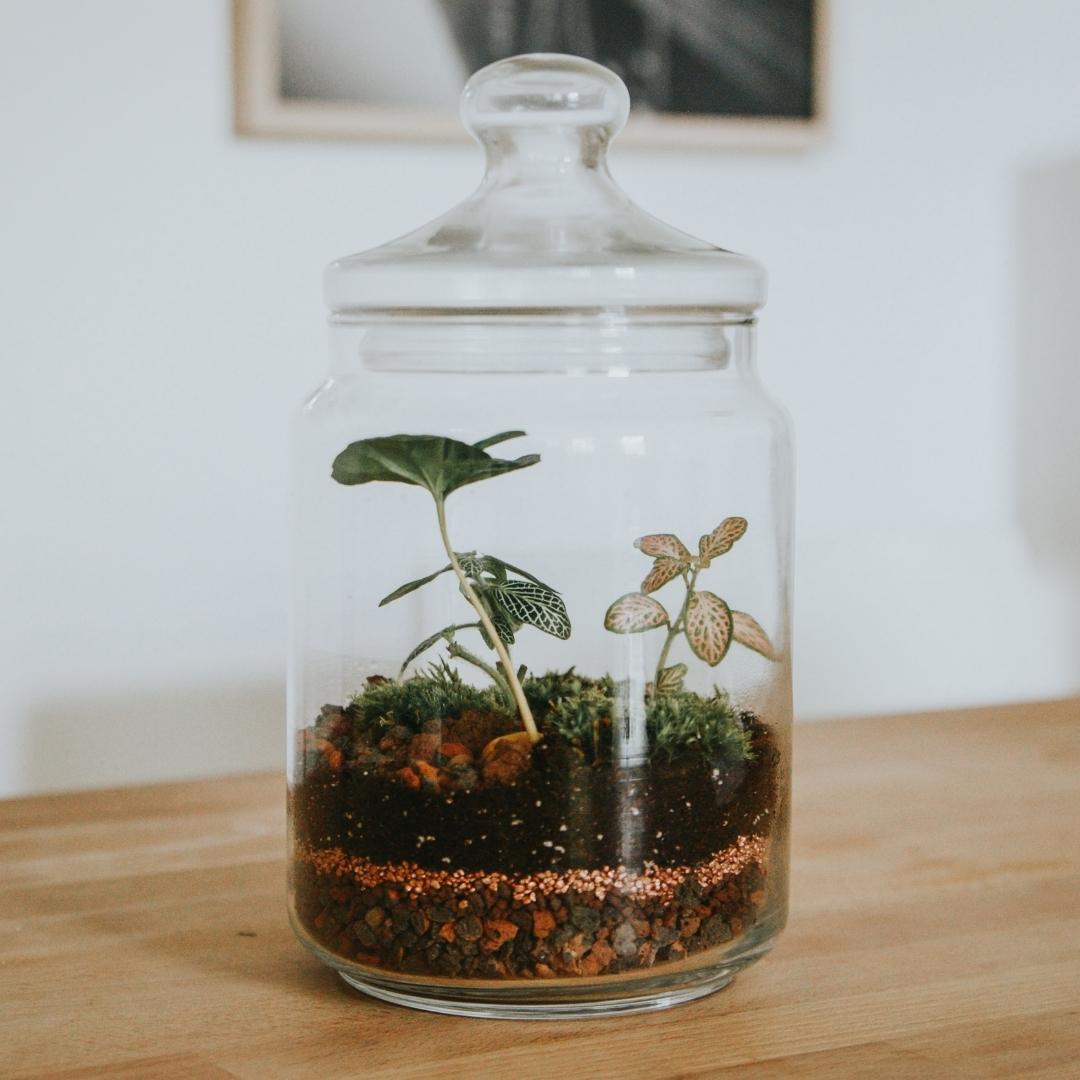 Planteterrarie står på et bord, der er små miniplanter i og det er lavet på en planteterrarie workshop hos en virksomhed